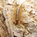 A close-up view of a house centipede with long, thin legs on rough, light brown tree bark. The centipede’s segmented body and antennae are clearly visible—perfect for learning centipede facts or exploring pest control options.