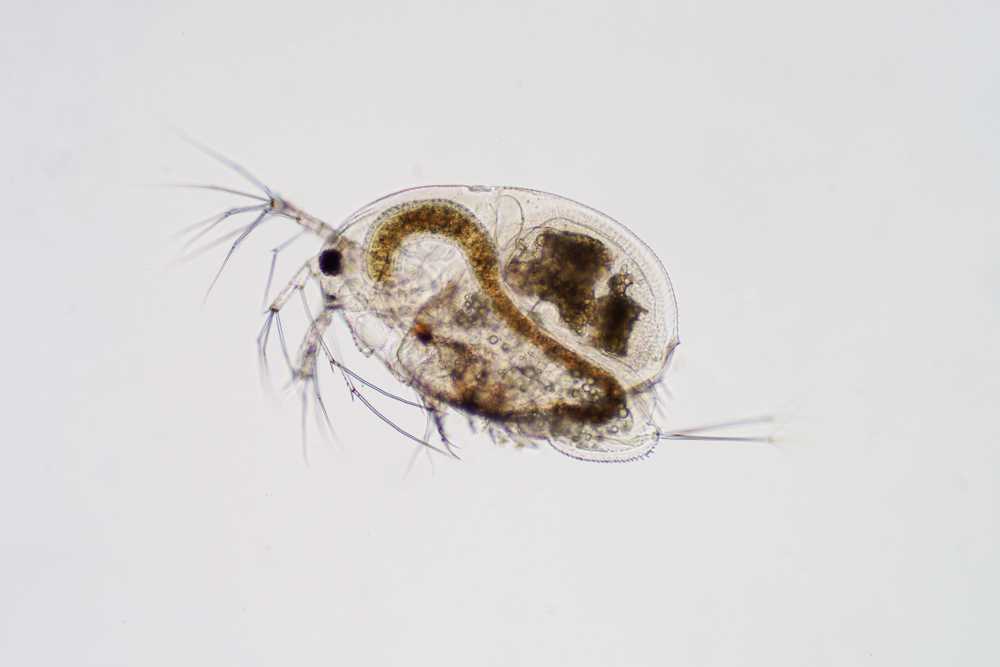 A close-up microscopic image of a small aquatic crustacean with a translucent oval body, visible internal organs, multiple legs, and antennae, shown against a plain white background.