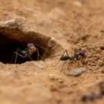 Two ants are on sandy ground near the entrance of a small hole. One ant is positioned at the hole’s edge, appearing to carry a small object in its mandibles, while the other ant is nearby on the sand.