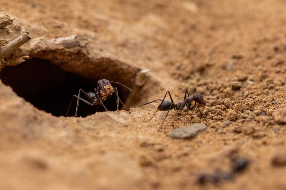Two ants are on sandy ground near the entrance of a small hole. One ant is positioned at the hole’s edge, appearing to carry a small object in its mandibles, while the other ant is nearby on the sand.