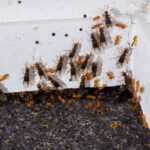 A group of winged and wingless ants gather in the corner where a white wall meets a dark speckled carpet, with several small holes visible—consider ways to get rid of ants naturally in such spaces.