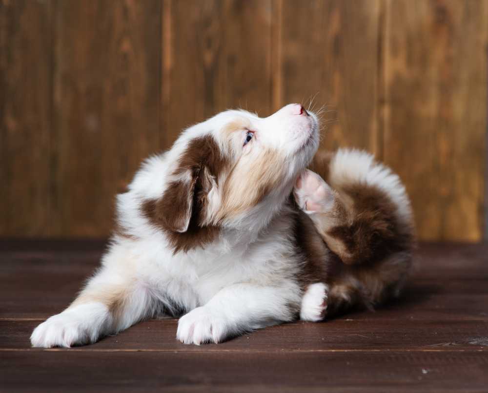 A fluffy brown and white puppy lies on a wooden floor, lifting its back leg to scratch behind its ear—an adorable sight that might signal the need for flea removal in your house.