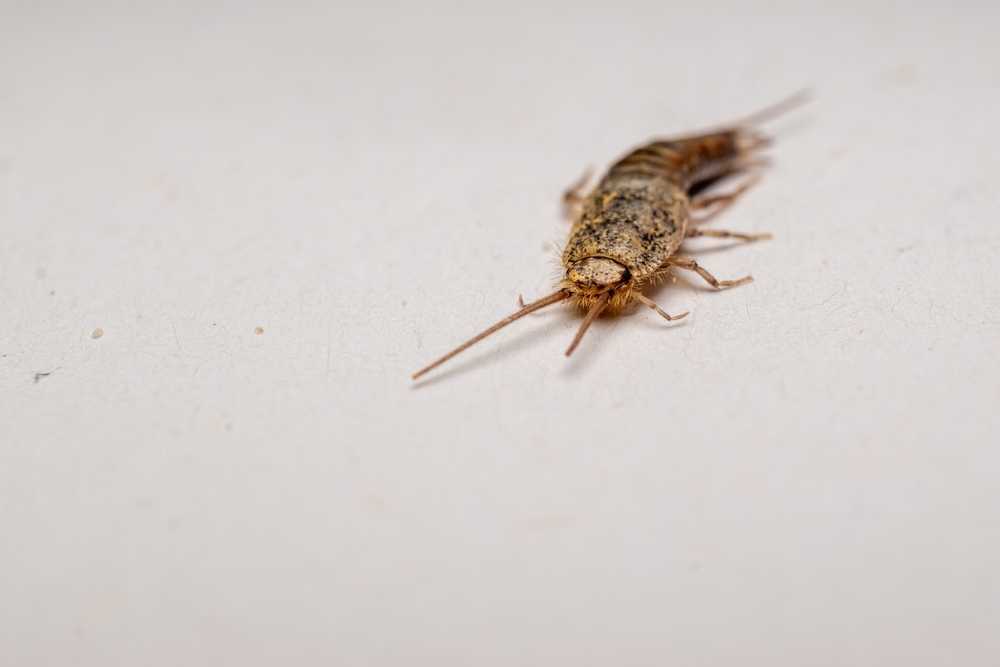 A close-up photo of a silverfish insect on a plain, light-colored surface. The insect has a long, segmented body with antennae and multiple legs visible.