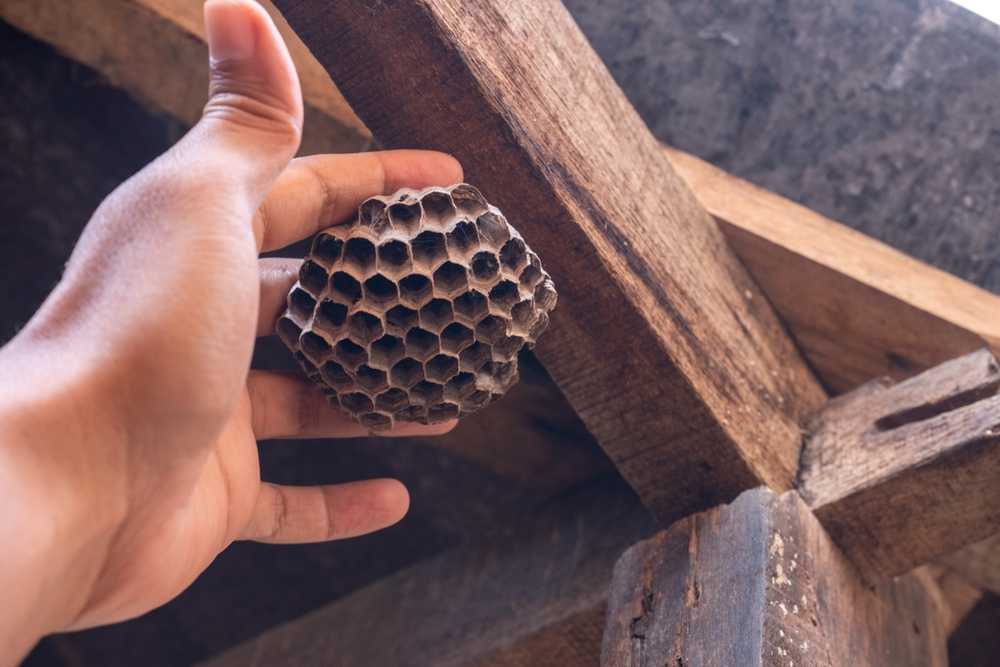 A hand holding a wasp nest under a wooden beam demonstrates wasp removal in progress, with the nest attached to the beam in a partially shaded area.