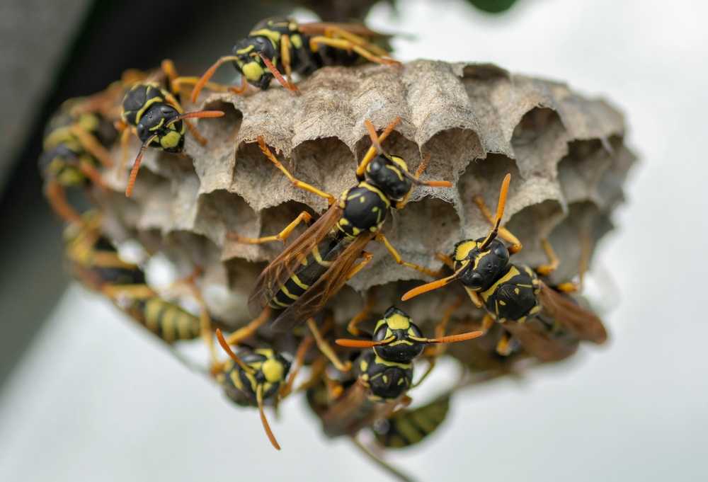 Several yellow and black wasps are clustered on a gray, hexagonal paper wasp nest, attached to a surface. Their striped bodies and orange legs are visible. The background is blurred, making it easy to identify paper wasp features.
