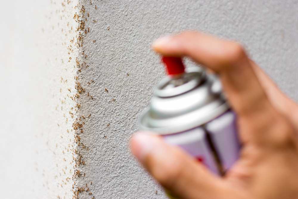 A hand sprays insecticide onto a corner of a wall covered with many small ants. The focus is on the spray can and the ants crawling on the textured surface.