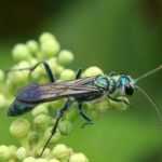 A metallic blue Mud Dauber Wasp with translucent wings is perched on a cluster of small, round green buds, offering a fascinating glimpse into its behavior against a blurred green background.
