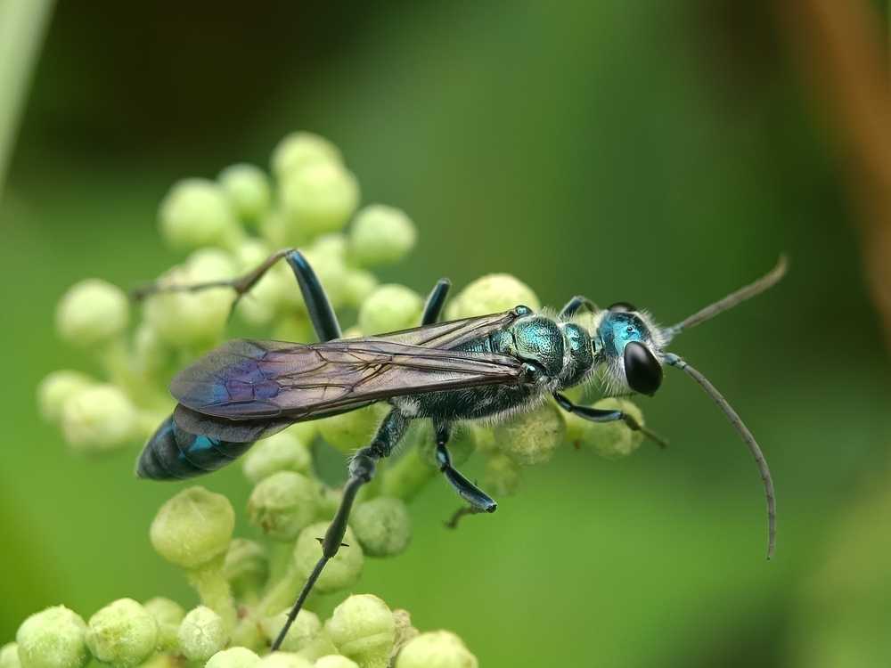 A metallic blue Mud Dauber Wasp with translucent wings is perched on a cluster of small, round green buds, offering a fascinating glimpse into its behavior against a blurred green background.
