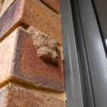 A close-up of a brown mud wasp nest attached to the corner of a brick wall next to a metal-framed window. The nest has a small circular entrance hole visible—a reminder to remove mud wasp nests early to prevent mud wasps from returning.