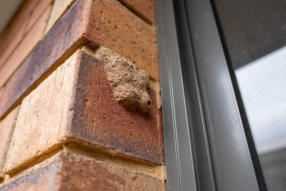 A close-up of a brown mud wasp nest attached to the corner of a brick wall next to a metal-framed window. The nest has a small circular entrance hole visible—a reminder to remove mud wasp nests early to prevent mud wasps from returning.