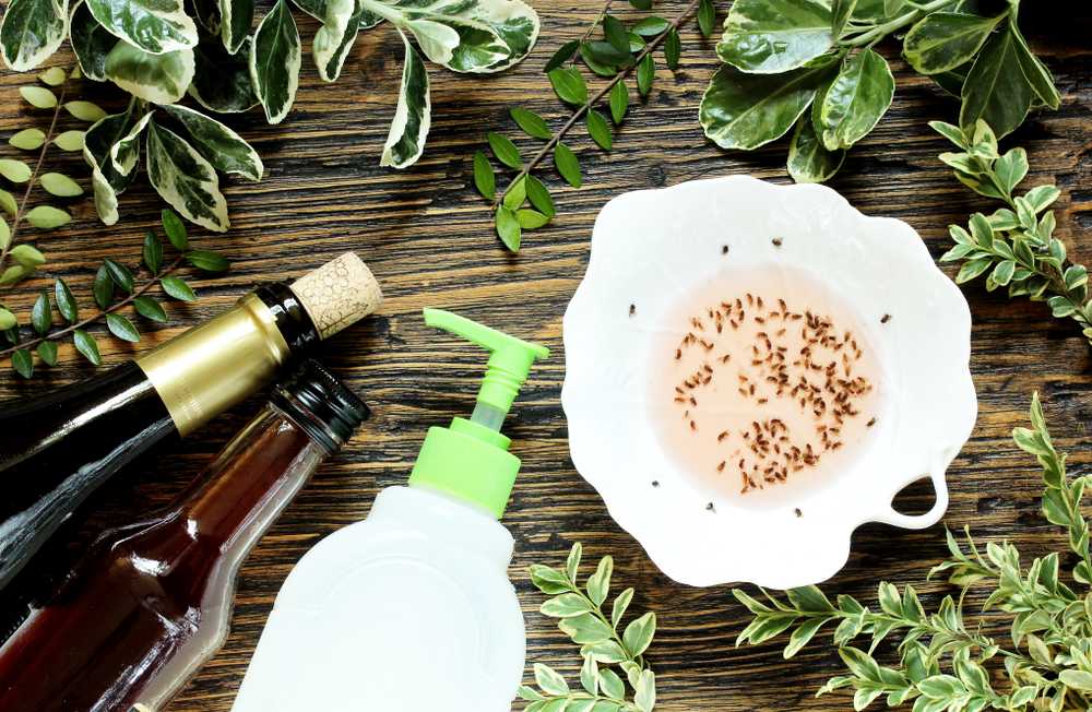 A bowl filled with liquid and many small flies sits beside a wine bottle, a pump bottle, and green leafy branches on a wooden surface. The scene shows a homemade fruit fly trap, much like a safe ant killer for natural pest control at home.