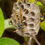 A close-up of several yellow and black wasps on a gray, papery nest attached to a branch, with green leaves visible in the background.
