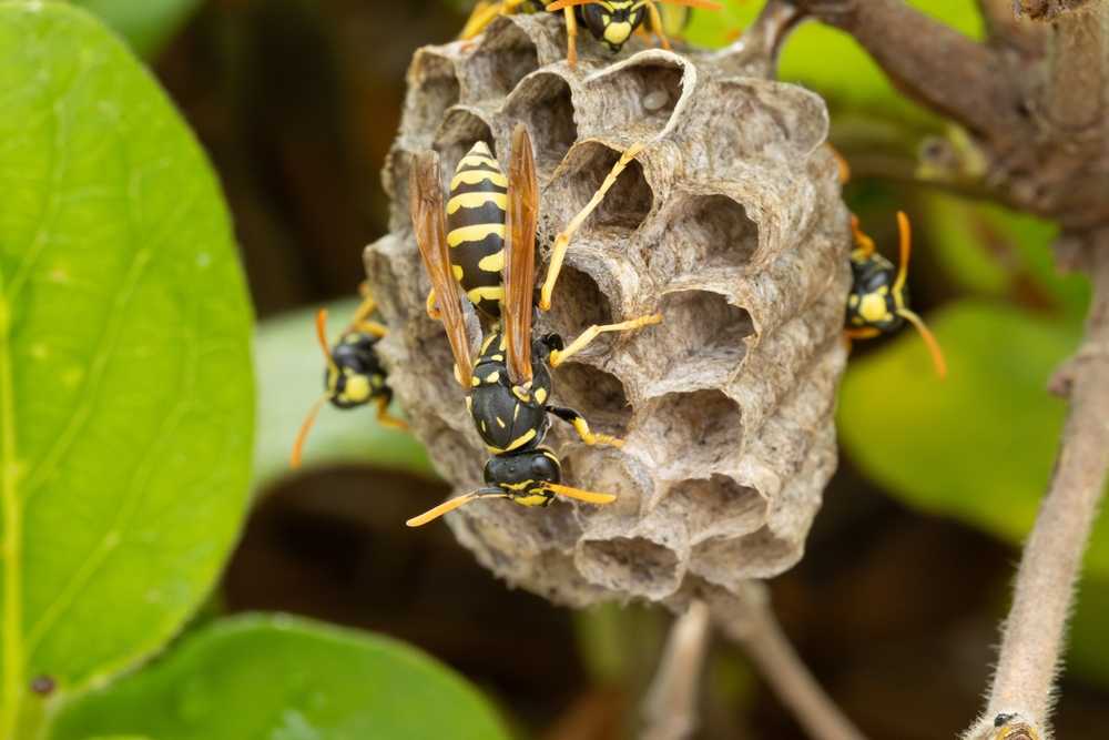 A close-up of several yellow and black wasps on a gray, papery nest attached to a branch, with green leaves visible in the background.