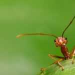 Close-up of a brown ant on a green surface, facing the camera with its antennae raised, against a blurred green background—ideal for illustrating red ant bites prevention tips.