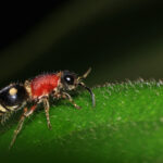 A close-up photo of a Red Velvet Ant, actually a wasp, walking on a green leaf. Discover fascinating Red Velvet Ant facts as you observe its fuzzy red body, black head, and striped black and yellow abdomen.