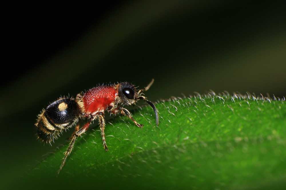 A close-up photo of a Red Velvet Ant, actually a wasp, walking on a green leaf. Discover fascinating Red Velvet Ant facts as you observe its fuzzy red body, black head, and striped black and yellow abdomen.