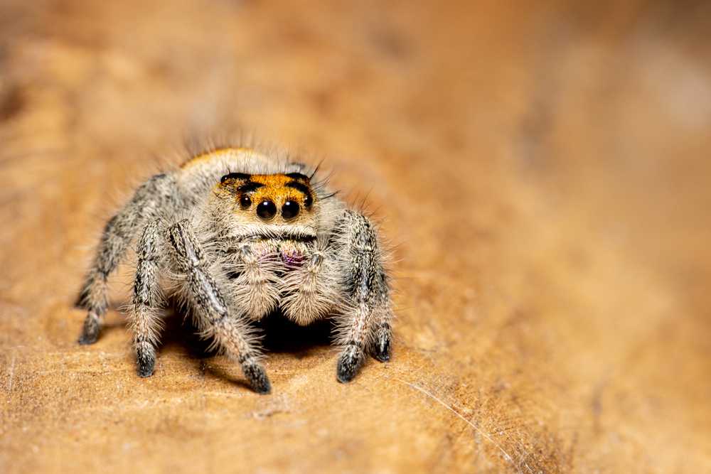 A close-up image of a Regal Jumping Spider with orange and black markings on its head, sitting on a light brown textured surface. The spider’s eyes and front legs are clearly visible—a fascinating sight for any Spider Guide.