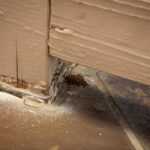 A small group of ants is clustered near the base of a wooden structure, close to a crack between the wall and tiled floor. The wood shows signs of wear and peeling paint.