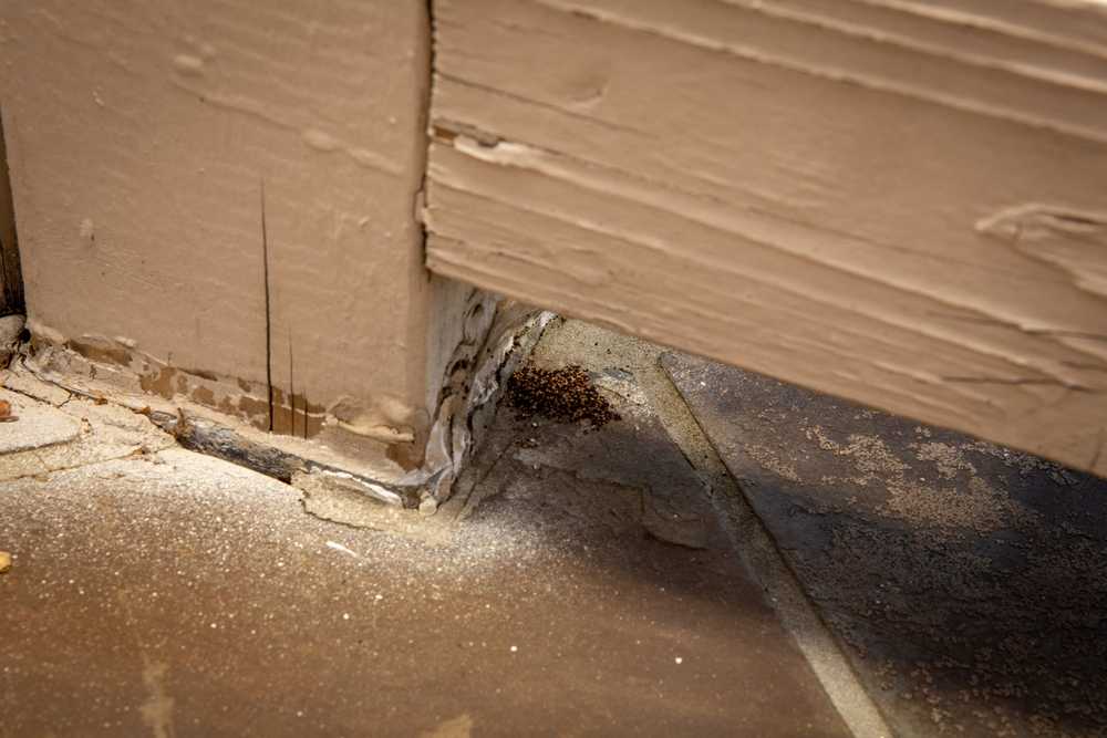 A small group of ants is clustered near the base of a wooden structure, close to a crack between the wall and tiled floor. The wood shows signs of wear and peeling paint.
