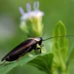 A close-up image of a cockroach sitting on a green leaf with an out-of-focus flower and more greenery in the background.