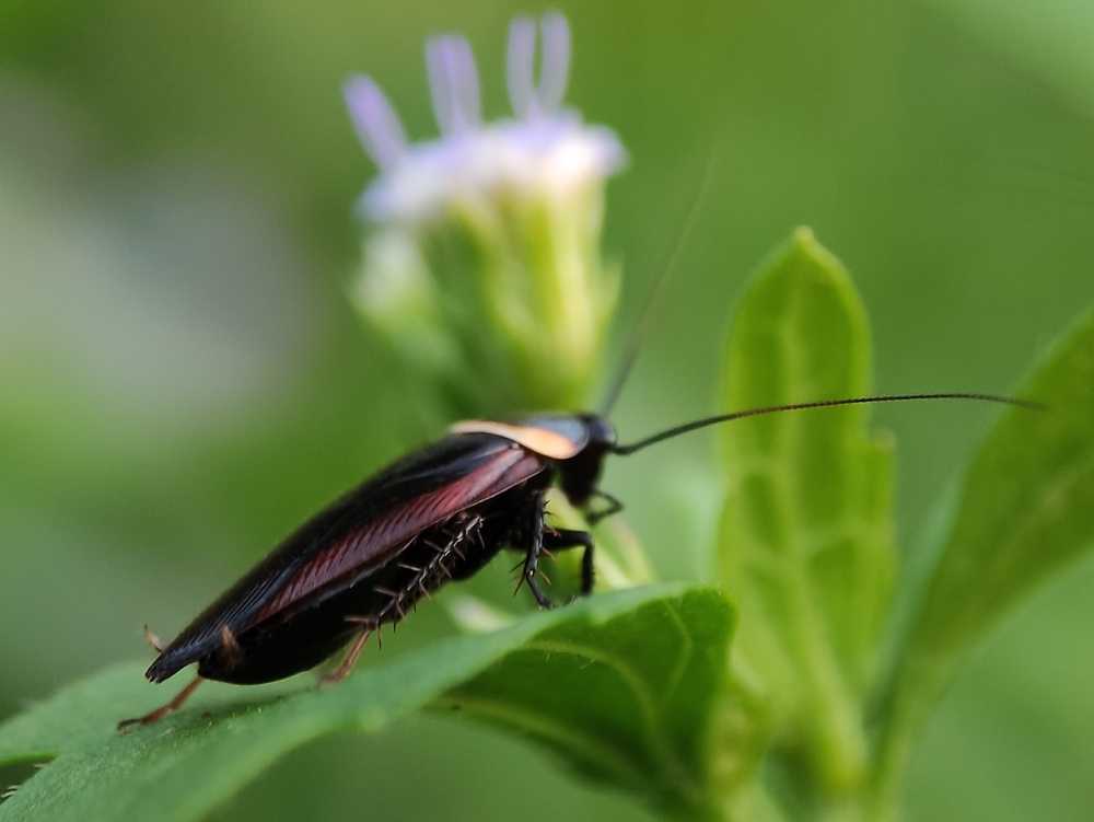 A close-up image of a cockroach sitting on a green leaf with an out-of-focus flower and more greenery in the background.