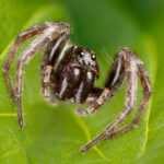 Close-up of a brown wolf spider with white markings on its body, perched on a green leaf. The spider’s legs are bent and its body faces the camera. Discover more wolf spider facts in this striking image with a blurred green background.