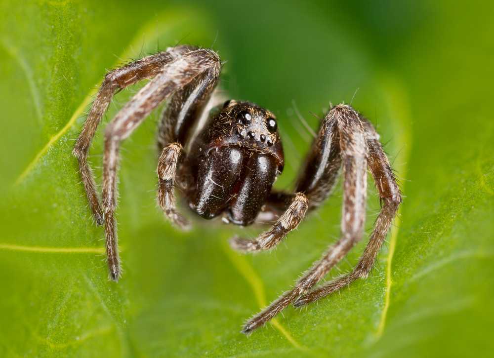 Close-up of a brown wolf spider with white markings on its body, perched on a green leaf. The spider’s legs are bent and its body faces the camera. Discover more wolf spider facts in this striking image with a blurred green background.