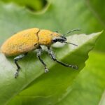 A close-up of a yellow and green Spot Weevils bug standing on a green leaf, with blurred green leaves in the background.