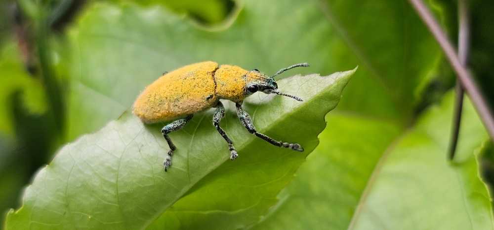 A close-up of a yellow and green Spot Weevils bug standing on a green leaf, with blurred green leaves in the background.