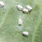 Several small Whiteflies and clusters of tiny yellow and green insect eggs or larvae are visible on the surface of a green leaf, making identification of this pest infestation easy—consider control tips to manage the problem.