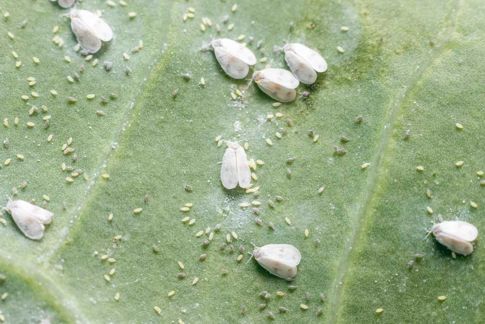 Several small Whiteflies and clusters of tiny yellow and green insect eggs or larvae are visible on the surface of a green leaf, making identification of this pest infestation easy—consider control tips to manage the problem.