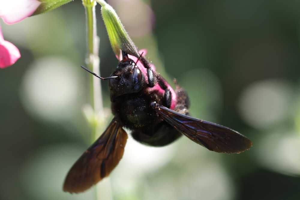 A close-up view of a large black wood bee clinging upside down to a green stem, its wings open. This striking image is useful for wood bee identification and control tips, set against a softly blurred green background.