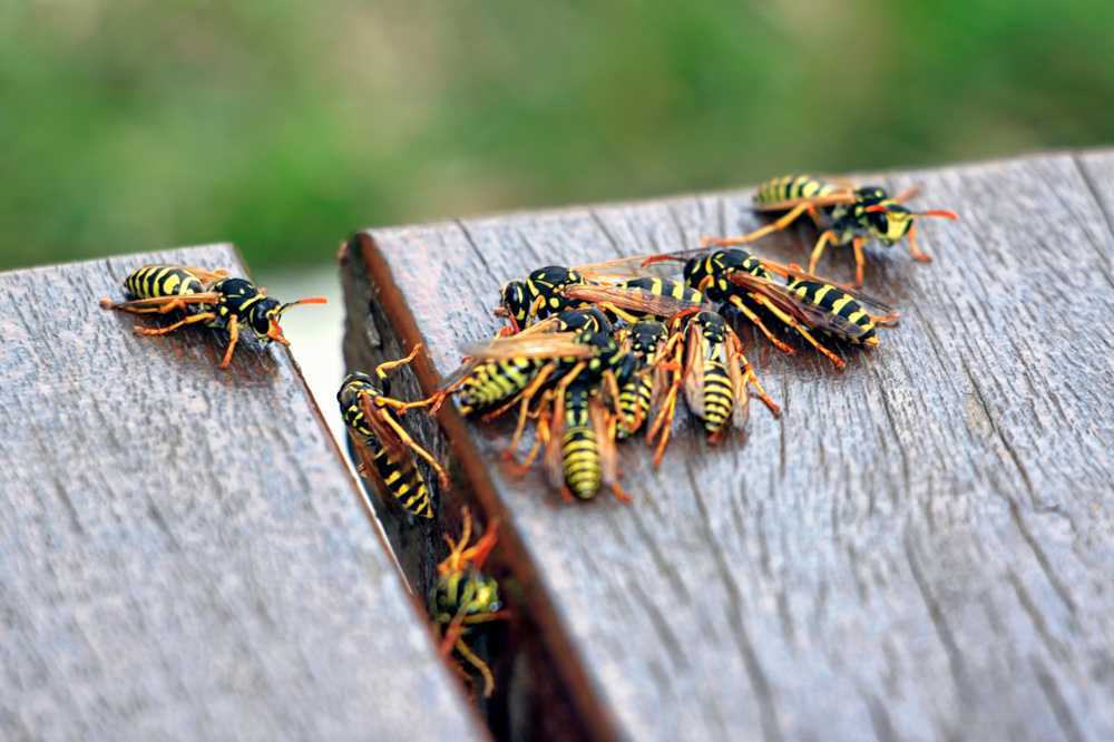 A group of yellow and black wasps gathered on the surface of a wooden table, with one wasp separated from the cluster. The background is blurred green.