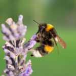 A close-up of a bumblebee perched on a purple lavender flower with a blurred green background. The beeโs wings, fuzzy body, and signature yellow and black stripes are clearly visibleโdid you know bumblebees rarely sting?.