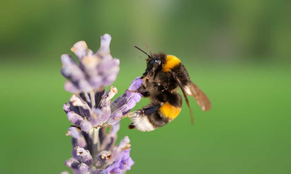 A close-up of a bumblebee perched on a purple lavender flower with a blurred green background. The bee’s wings, fuzzy body, and signature yellow and black stripes are clearly visible—did you know bumblebees rarely sting?.