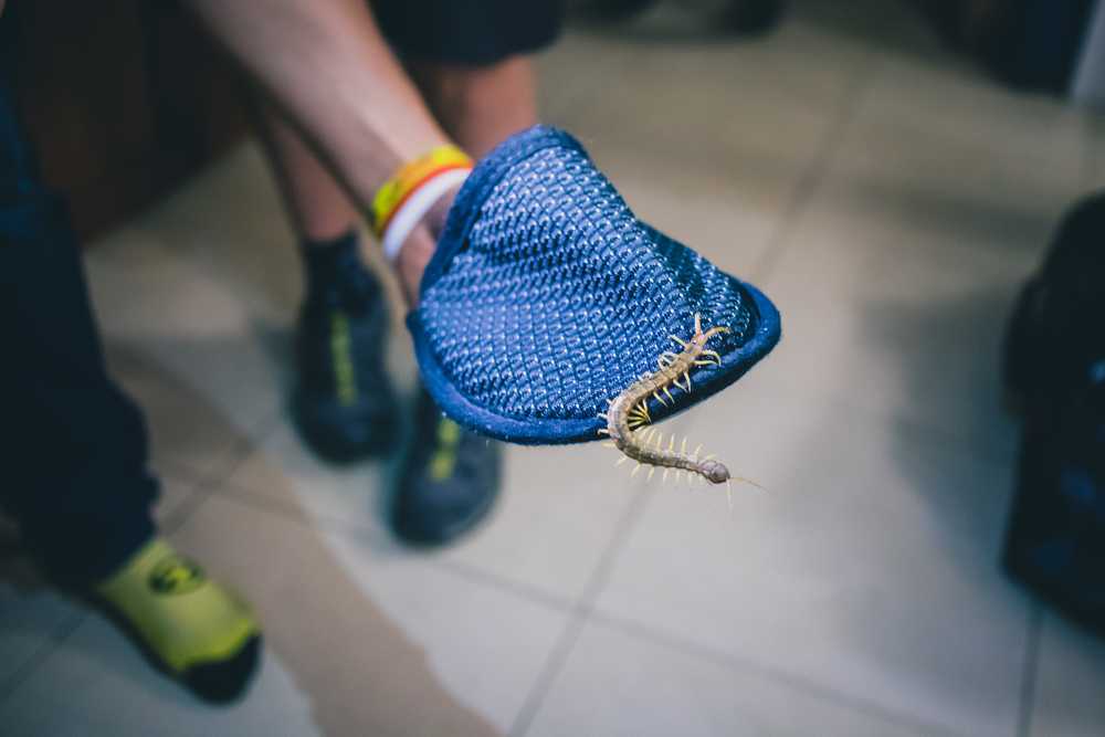 A person wearing a blue textured glove holds a centipede, possibly offering removal tips. The centipede is crawling along the glove, with part of the personβs arm and legs visible in the background.
