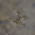A water strider, often mistaken for Waterbugs, stands on the still surface, its long legs creating circular ripples as it glides over the murky brown water. Use proper identification to distinguish them before considering any removal tips.