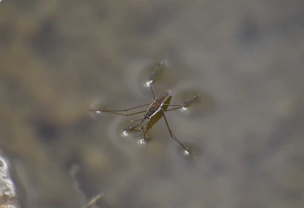 A water strider, often mistaken for Waterbugs, stands on the still surface, its long legs creating circular ripples as it glides over the murky brown water. Use proper identification to distinguish them before considering any removal tips.