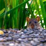 A small brown mouse peeks over a pebbled surface with green grass in the background, its front paws visible and ears upright, highlighting the difference between mice and rats in both size and appearance.