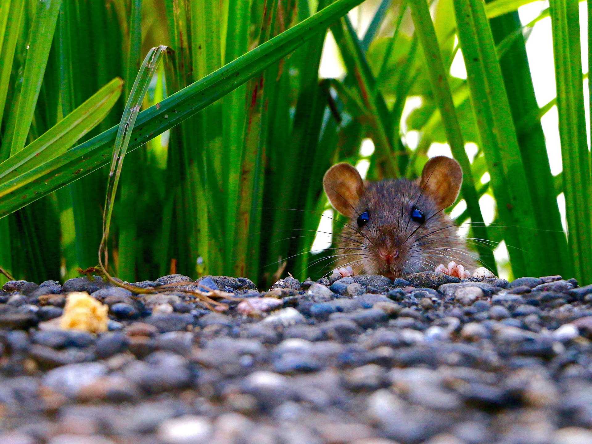 A small brown mouse peeks over a pebbled surface with green grass in the background, its front paws visible and ears upright, highlighting the difference between mice and rats in both size and appearance.